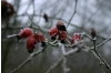 2006-02-01_034.jpg