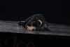 Stéphane Lambiel "My Body Is A Cage"